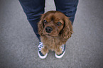 Mensch mit Cavalier King Charles Spaniel