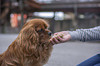 Mensch mit Cavalier King Charles Spaniel