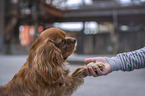 Mensch mit Cavalier King Charles Spaniel