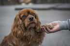 Mensch mit Cavalier King Charles Spaniel