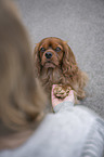 Mensch mit Cavalier King Charles Spaniel