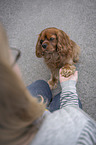 Mensch mit Cavalier King Charles Spaniel