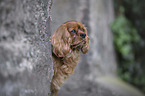 Cavalier King Charles Spaniel Portrait