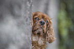 Cavalier King Charles Spaniel Portrait