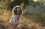 sitzender Cavalier King Charles Spaniel