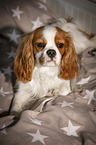 liegender Cavalier King Charles Spaniel