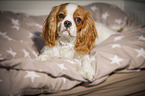 liegender Cavalier King Charles Spaniel