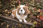 sitzender Cavalier King Charles Spaniel