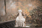 sitzender Cavalier King Charles Spaniel