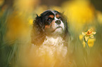 Cavalier King Charles Spaniel