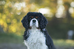 Cavalier King Charles Spaniel Portrait