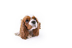 rot-weier Cavalier King Charles Spaniel