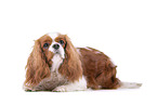 rot-weier Cavalier King Charles Spaniel