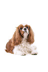 rot-weier Cavalier King Charles Spaniel