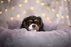 Cavalier King Charles Spaniel Welpe