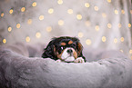 Cavalier King Charles Spaniel Welpe