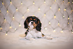 Cavalier King Charles Spaniel Welpe