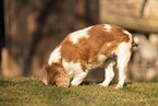 Cavalier King Charles Spaniel Hndin