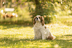 Cavalier King Charles Spaniel H�ndin
