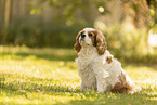 Cavalier King Charles Spaniel H�ndin