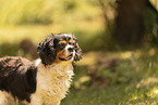 Cavalier King Charles Spaniel H�ndin
