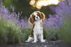 Cavalier King Charles Spaniel im Sommer
