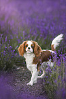Cavalier King Charles Spaniel im Sommer