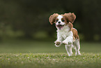 Cavalier King Charles Spaniel im Sommer