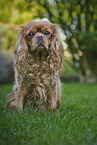 Cavalier King Charles Spaniel