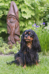 Cavalier King Charles Spaniel