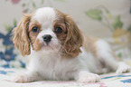 Cavalier King Charles Spaniel Welpe