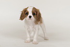 Cavalier King Charles Spaniel Welpe