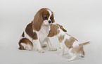 2 Cavalier King Charles Spaniel