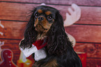 Cavalier King Charles Spaniel im Studio