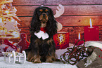 Cavalier King Charles Spaniel im Studio