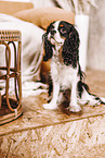 Cavalier King Charles Spaniel