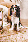 Cavalier King Charles Spaniel