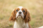 Cavalier King Charles Spaniel