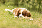 Cavalier King Charles Spaniel