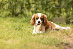 Cavalier King Charles Spaniel