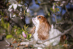 Cavalier King Charles Spaniel