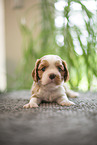 Cavalier King Charles Spaniel 3 Wochen alt