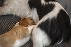 Cavalier King Charles Spaniel 3 Wochen alt