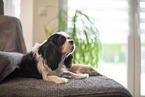 Cavalier King Charles Spaniel 3 Wochen alt