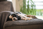 Cavalier King Charles Spaniel 3 Wochen alt