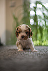 Cavalier King Charles Spaniel 3 Wochen alt