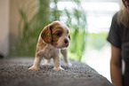 Cavalier King Charles Spaniel 3 Wochen alt