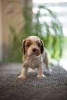 Cavalier King Charles Spaniel 3 Wochen alt