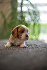 Cavalier King Charles Spaniel 3 Wochen alt