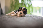 Cavalier King Charles Spaniel 3 Wochen alt